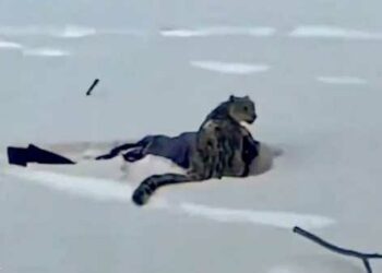 “مروع”: إمرأة اقتربت من نمر لتصوره فنالت “عقابا فوريا”