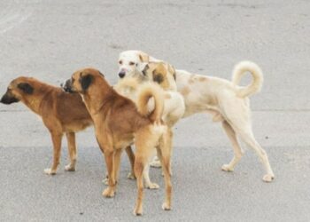 القصرين: تزايد حالات الإصابة بداء الكلب لدى المجترّات الصغرى والمندوبية الجهوية للفلاحة تحذّر