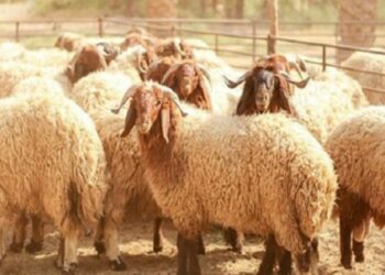 “يتسبّب في نفوق مفاجئ للحيوانات”: وزارة الفلاحة تحذر من جرثومة “بومريرة”