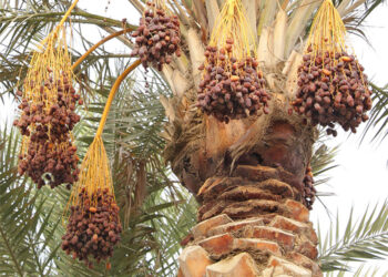 صابة قياسية للتمور تقدر بـ404 آلاف طن