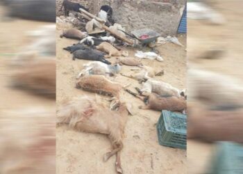 نابل: أضرار جسيمة طالت الزراعات وأدت إلى نفوق عدد كبير من المواشي