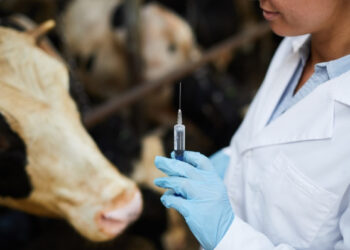 تلقيح المواشي في تونس ينطلق من غرّة شهر فيفري ليتواصل إلى موفّى أفريل 2026