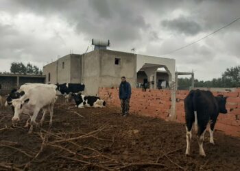 تحذير للفلاحين لحماية مواشيهم وابعادها عن الأودية  بسبب التقلبات الجوية