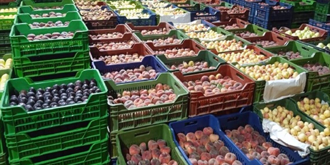 اقتصاد: صادرات تونس من الغلال تجاوزت 148 مليون دينار ووصلت 148 بلدا خلال 2025