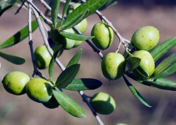 سيدي بوزيد: الدعوة إلى العمل على إنجاح موسم جني الزيتون