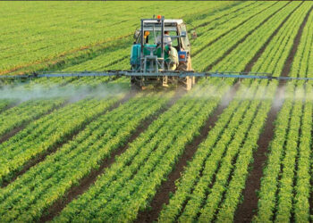 اتحاد الفلاحة بالقصرين: الأمطار الأخيرة تعزّز الإنبات وتبشّر بموسم فلاحي واعد