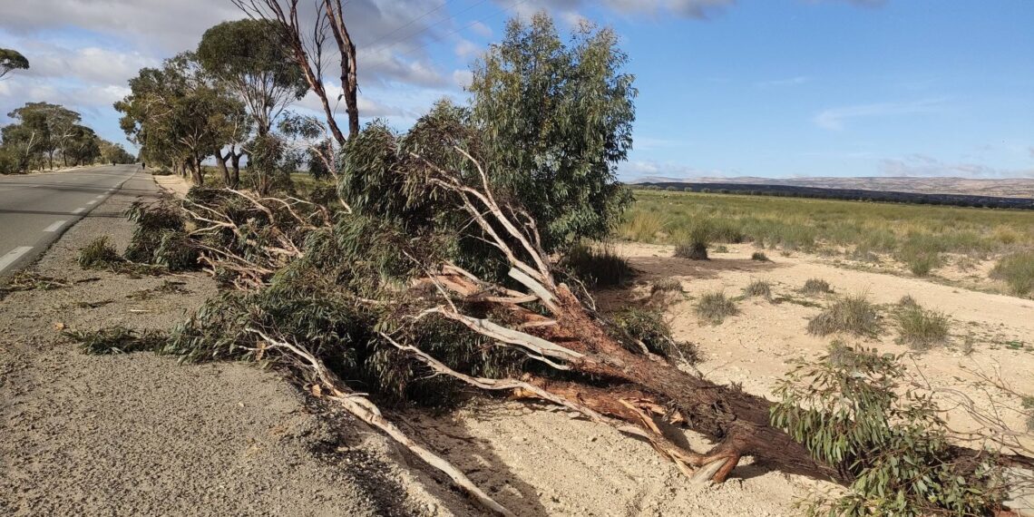القصرين: أضرار فلاحيّة بسبب الريّاح العاتية خلال نهاية الأسبوع