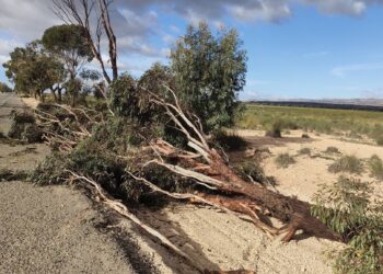القصرين: أضرار فلاحيّة بسبب الريّاح العاتية خلال نهاية الأسبوع