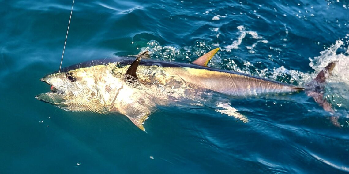 وزارة الفلاحة تفتح باب الترشح لخطة ملاحظ وطني لموسم صيد التن الأحمر لسنة 2026