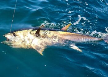 وزارة الفلاحة تفتح باب الترشح لخطة ملاحظ وطني لموسم صيد التن الأحمر لسنة 2026