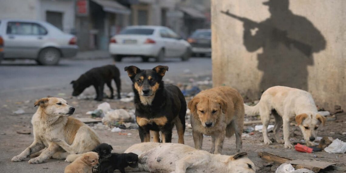 جمعية رحمة: المطالبة بالتسريع في النظر في مقترح  قانون حماية الحيوان ويمنع قنص الكلاب السائبة