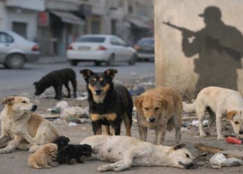 جمعية رحمة: المطالبة بالتسريع في النظر في مقترح  قانون حماية الحيوان ويمنع قنص الكلاب السائبة