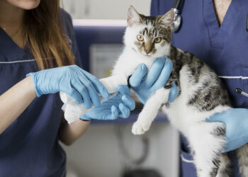 وزارة الصحة تفتح مناظرات  لانتداب أطباء بياطرة وصيادلة