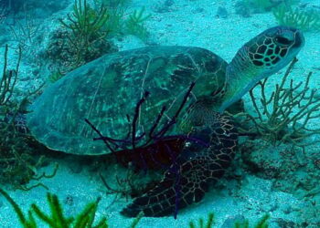 دعما للسياحة الشاطئية: مساعي لإحداث 4 محميات بحرية