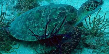 دعما للسياحة الشاطئية: مساعي لإحداث 4 محميات بحرية