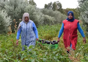 الترفيع في الأجر الأدنى الفلاحي المضمون