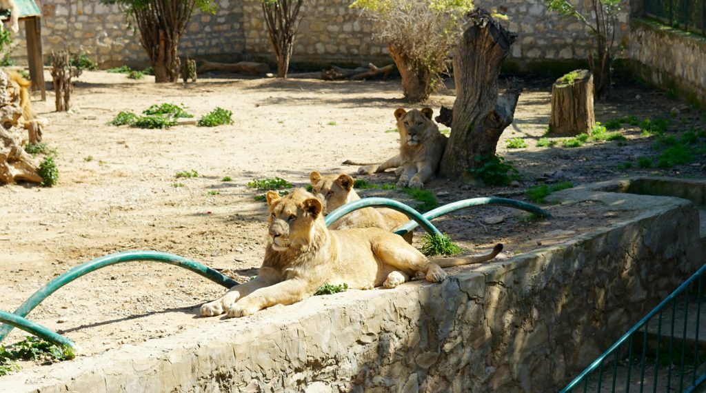 غلق حديقة الحيوانات بالبلفدير لمدة شهر بهدف الصيانة والتنظيف