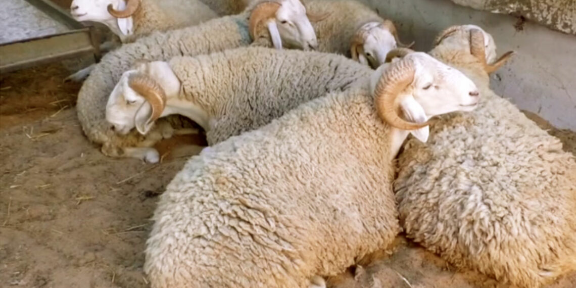 وزارة الفلاحة تدعو الفلاحين لتأمين المواشي وحماية المعدات الفلاحية وتجنّب الاقتراب من الأودية