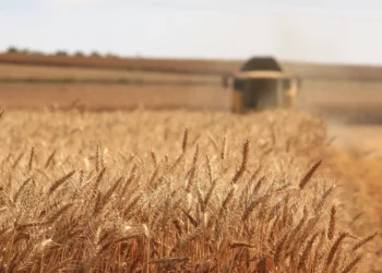 تونس تطرح مناقصة لشراء نحو 25 ألف طن من علف الشعير