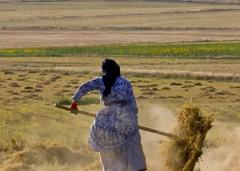 توزر: تمويل 19 مشروعًا نسائيًا بقيمة 154 ألف دينار ضمن برنامج ”رائدات”