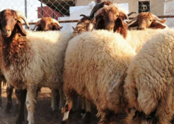 القيروان: تسجيل نقص ملحوظ في العرض بسوق الأضاحي