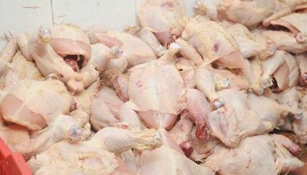 منوبة: حجز 370 كلغ من الدجاج الحي والمذبوح بعد الكشف عن مذبح عشوائي للدواجن