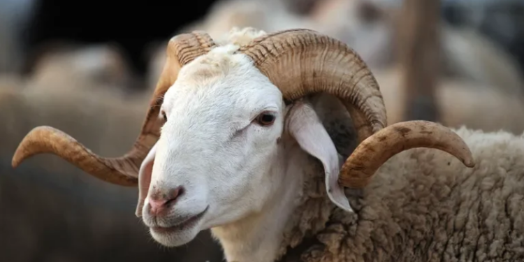 اليوم ينطلق بيع الأضاحي بالميزان بمنوبة ورادس