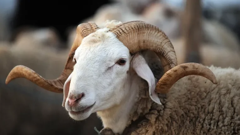 اليوم ينطلق بيع الأضاحي بالميزان بمنوبة ورادس