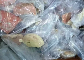 تونس تسترجع أكثر من 200 قطعة أثرية من كندا تم تصديرها خلال التسعينات