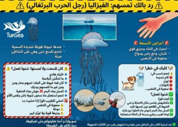 طبرقة: ظهور كائن بحري خطير اسمه “رجل الحرب البرتغالي”