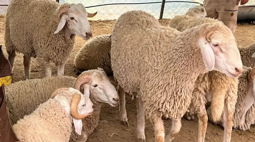 خلال أيام عيد الأضحى: هيئة السلامة الصحية تسخر فريق من البياطرة على ذمّة المواطنين