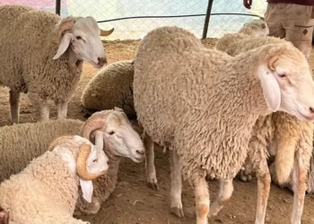 خلال أيام عيد الأضحى: هيئة السلامة الصحية تسخر فريق من البياطرة على ذمّة المواطنين