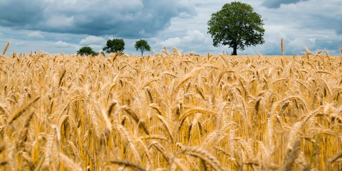 وزارة الفلاحة تدعو لحماية محاصيل الحبوب والمواشي إثر توقع نزول أمطار غزيرة