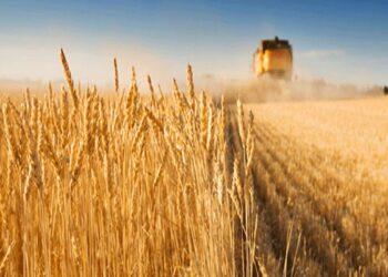 القصرين: نسبة تقدّم حصاد الحبوب 70℅… والجفاف وغياب الأسمدة أثّر سلبيا على الصّابة