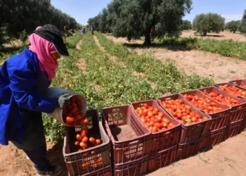 نابل: نداء من منتجي الطماطم لإنقاذ المحصول وتزويد مصانع التحويل بالكهرباء بصفة مستمرّة
