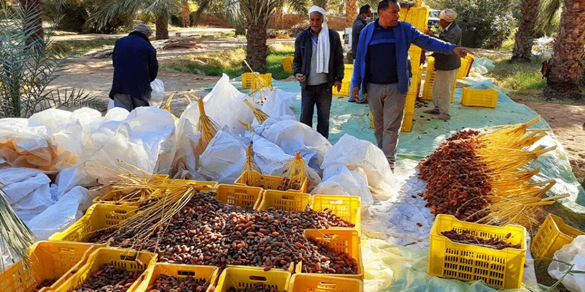 يشمل قطاعي التمور والحبوب.. البنك التونسي للتضامن يطرح قروض موسمية لفائدة صغار الفلاحين