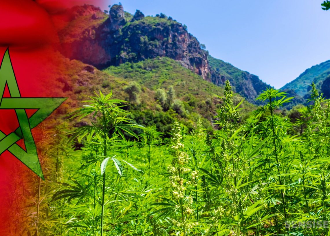 Légalisation de la culture du chanvre au Maroc