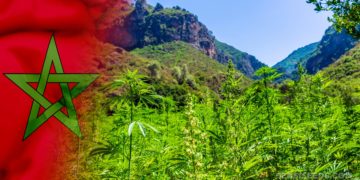 Légalisation de la culture du chanvre au Maroc