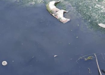Rapport dans les 48 heures sur les eaux du barrage Sidi Salem, ordonné par le chef du gouvernement