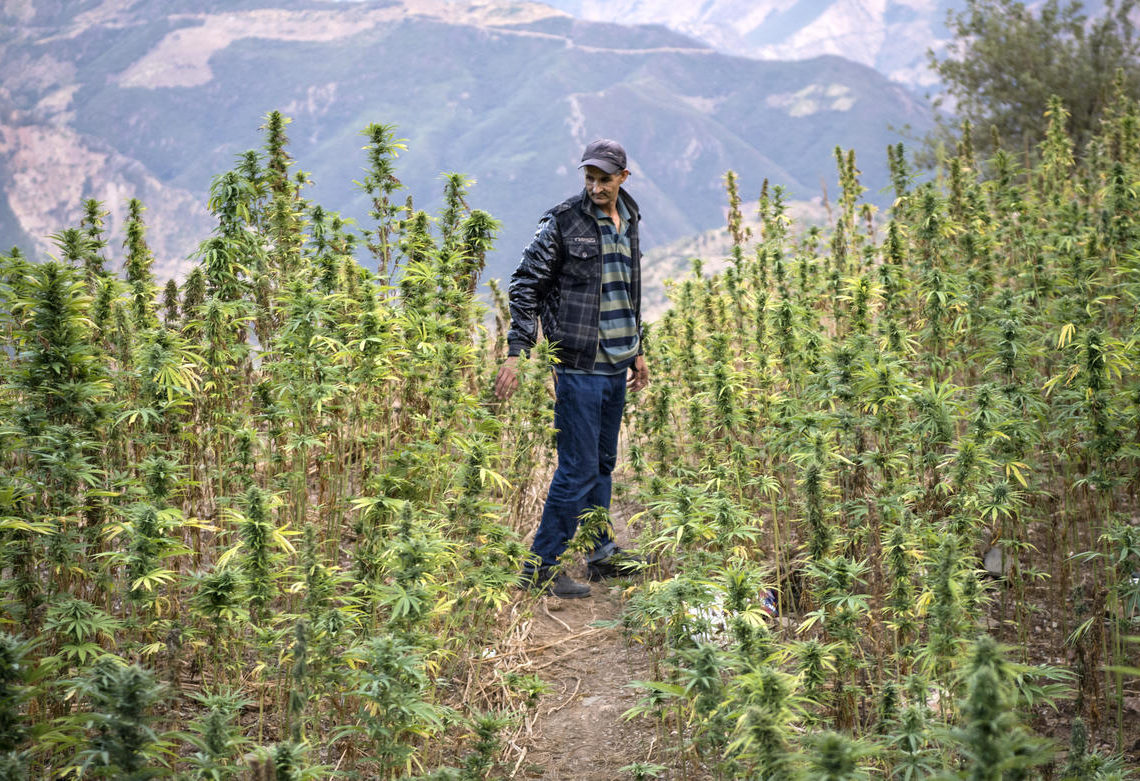 Maroc: drôles de débats sur le cannabis