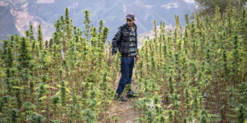 Maroc: drôles de débats sur le cannabis