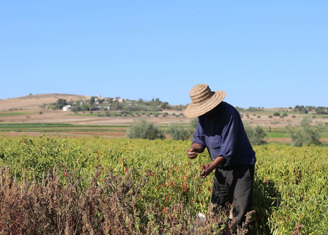 L’agriculteur tunisien, ce héros