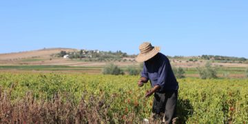 L’agriculteur tunisien, ce héros