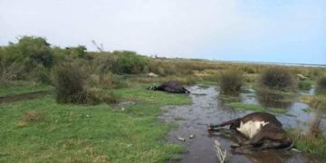 Pollution: bovins et oiseaux morts près de la Sebkha