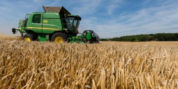 Jendouba : une augmentation de la récolte céréalière de 40%