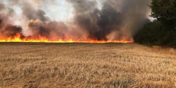 Kef: 50 ha de blé partis en fumée