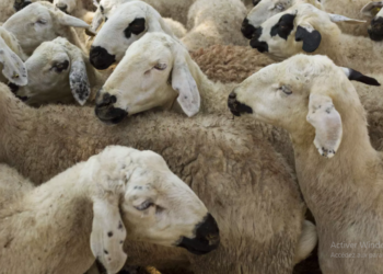 Aïd al-Adha : L’UTAP fixe le prix référentiel unifié de vente des moutons de sacrifice