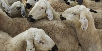 Aïd al-Adha : L’UTAP fixe le prix référentiel unifié de vente des moutons de sacrifice