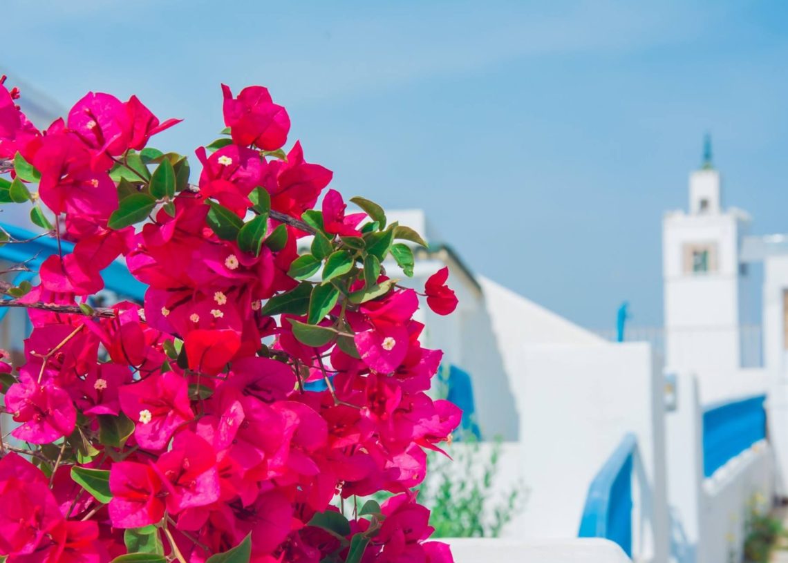 Une plante brésilienne adoptée par les Tunisiens