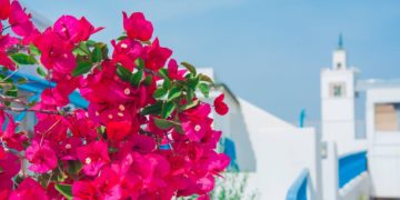 Une plante brésilienne adoptée par les Tunisiens